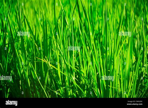 High Yielding Rice Hi Res Stock Photography And Images Alamy