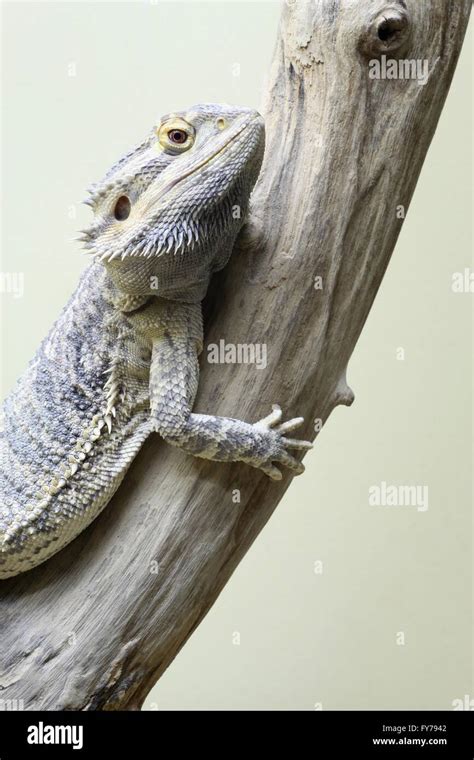 Dragon Central Barbu Pogona Vitticeps Banque De Photographies Et D