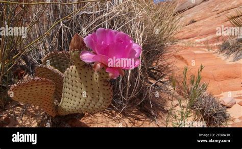 Mojave Desert Cactus Flower Stock Videos And Footage Hd And 4k Video