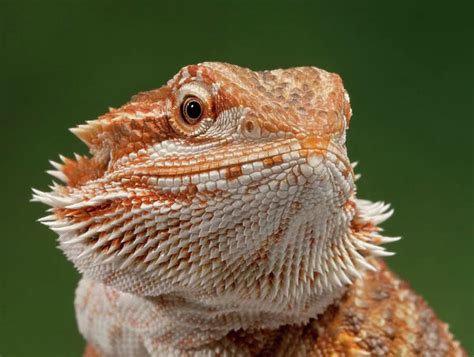 Bearded Dragon (Lizards, Reptiles, Animals) Collection