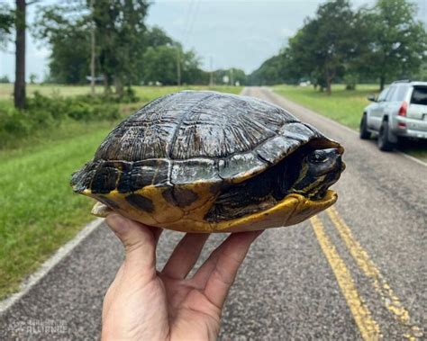 Turtle Of The Week Yellow Bellied Slider Turtle Survival Alliance