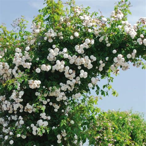 Félicité Perpétue Rambling Rose David Austin Roses Hybrid Tea