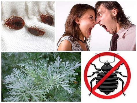 Полынь от клопов: особенности применения в квартире. Как использовать ...