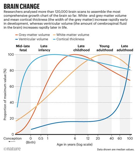 Your Brain Expands And Shrinks Over Time These Charts Show How