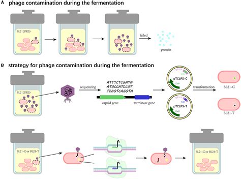 Characterization Complete Genome Sequencing And Crispr Cas System