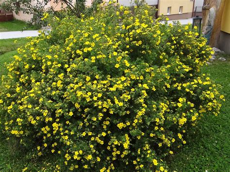 Potentilla F Klondike