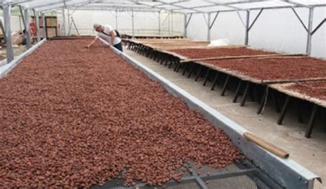 M Todos De Secado De Cacao Poscosecha Cacao