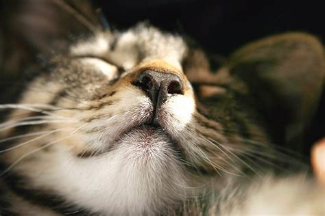 Learn About Nasal Cancer In Cats Petcure Oncology