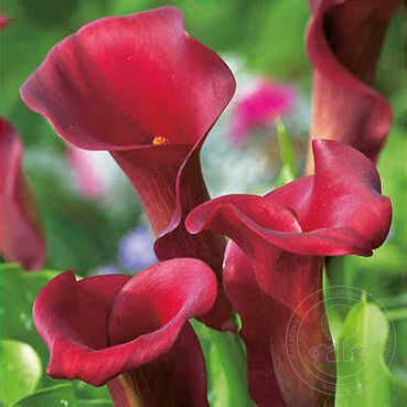 Калла Роял Валентин (Zantedeschia Royal Valentine) купить луковицы в ...
