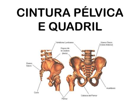 Aula Cinesio Cintura Pelvica E Quadril