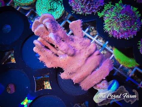 Blue Ridge Coral Frags - Buy Online!