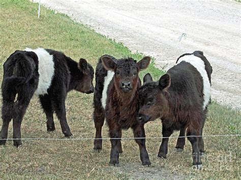 Belted Galloway Calves Painting by J McCombie - Fine Art America