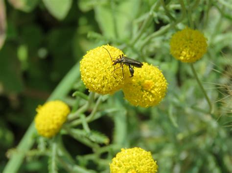 Yellow Legged Thick Legged Flower Beetle From Province Of Salerno