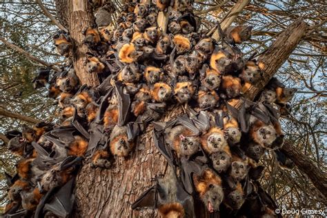 'They’re in trouble’: photograph reveals struggle of Australia’s flying ...