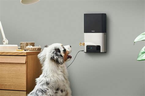 Petcube is building a smartphone for your pet | Sifted