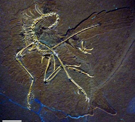 Archaeopteryx: New Specimen Reveals Amazing Details about Feathers of ...