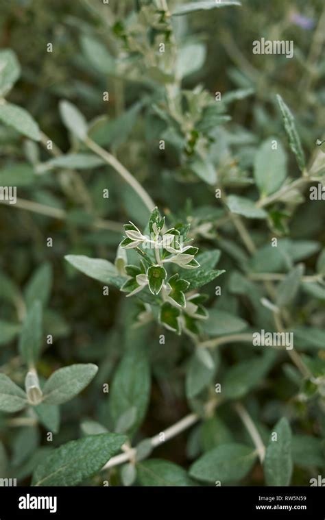 Cespuglio Di Teucrium Fruticans Immagini E Fotografie Stock Ad Alta