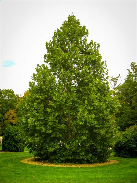 Buy Zelkova Trees Online | The Tree Center