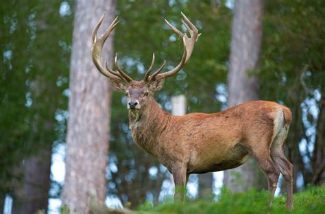 Caccia al cervo Il 9 ottobre cè ludienza al Tar Ambiente Regione