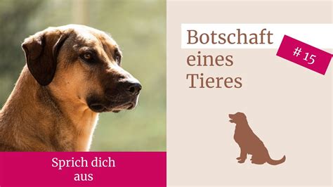 Tiertelepathie Botschaft Eines Hundes Youtube