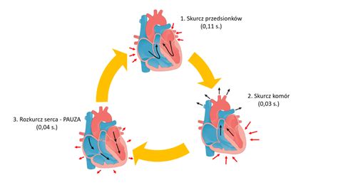 Budowa I Praca Serca Powt Rka Z Biologii