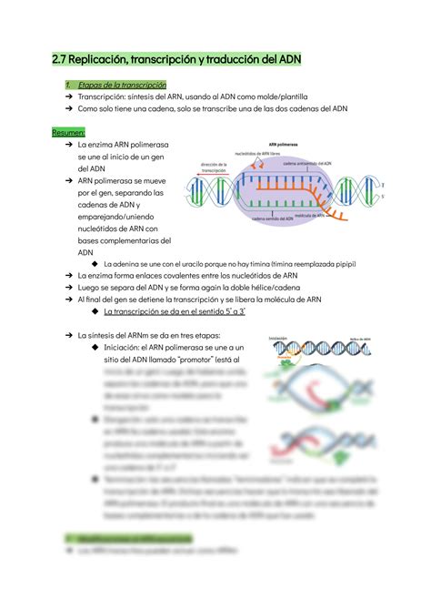 Solution Biologia Transcripcion Del Adn Studypool