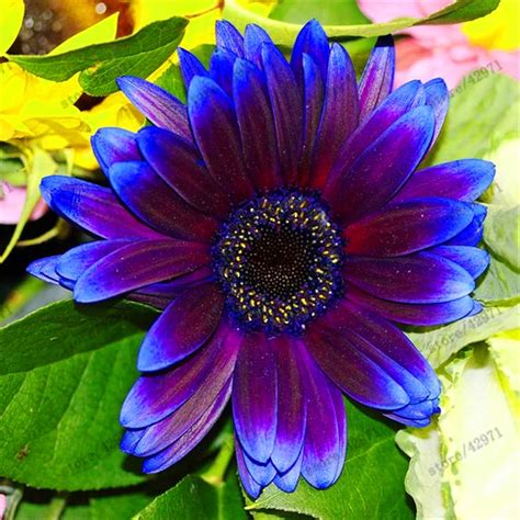 Buy 100 Pcs African Blue Eyed Daisy Seeds | Free Shipping