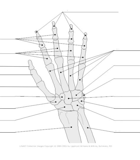 Hand Diagram Quizlet