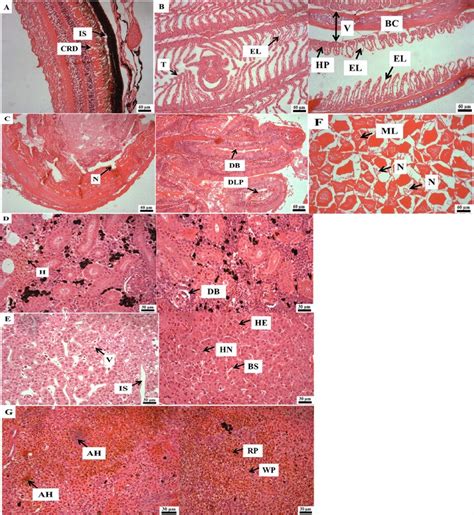 Photomicrograph of histological sections 4 μm of rainbow trout