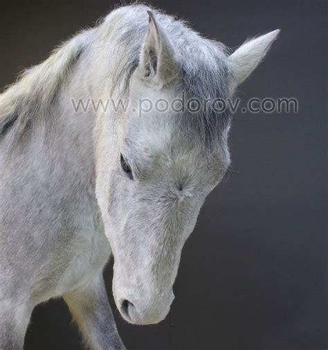 Чучело лошади купить с доставкой по России в мастерской Подорова