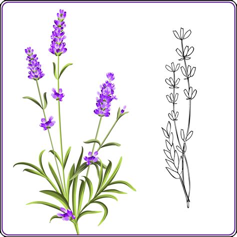 Lavender Drawing