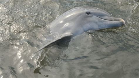 How Do Dolphins Sleep Without Drowning Mental Floss