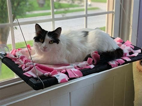 Las Mejores Hamacas De Ventana Para Gatos