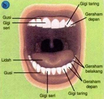 Gigi Manusia Dan Fungsi Gigi Cekrisna