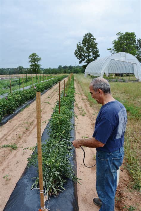 AgriLife Today Texas Crop And Weather Report For June 20 North