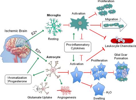 Sex Stroke And Inflammation The Potential For Estrogen Mediated Immunoprotection In Stroke