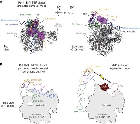 Molecular Basis Of Rna Polymerase Iii Transcription Repression By Maf1 Cell