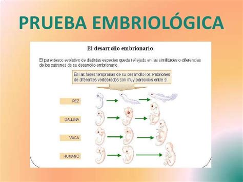 Teorias Sobre La Evolución Por Paula Gilirene Capel Y Miriam Padilla