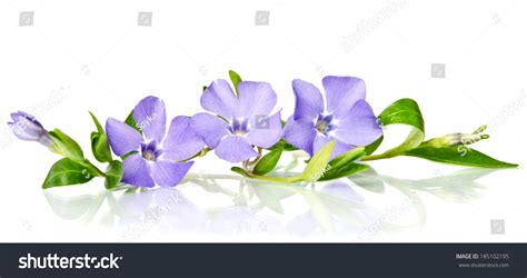 Beautiful Blue Periwinkle Isolated On White Stock Photo 185102195 ...