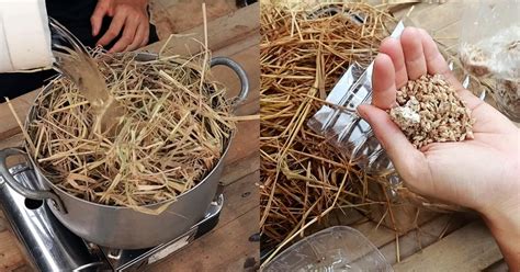 Выращивание вешенок в домашних условиях - Со Вкусом