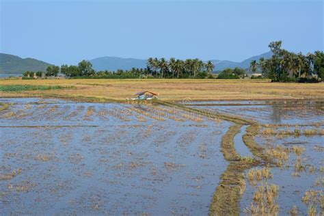 Rice Fields After Harvesting In Mekong Delta Vietnam Stock Photo