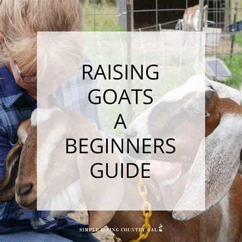 Raising Goats For Beginners A Complete Guide Simple Living Country Gal