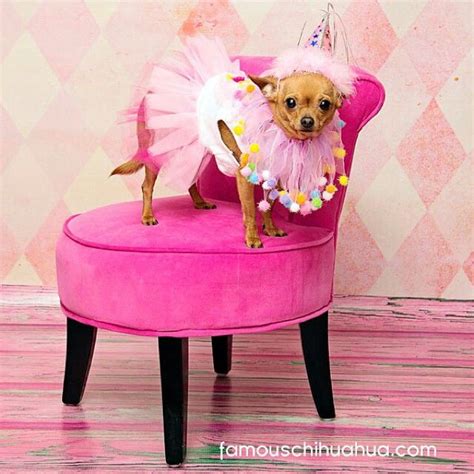 Cute Chihuahua Halloween Costumes - Pets Lovers