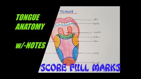 How To Draw And Color Human Tongue Easily Anatomy W Notes