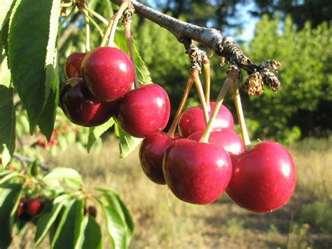 Fotos Gratis Manzana Rbol Rama Fruta Baya Flor Comida Rojo