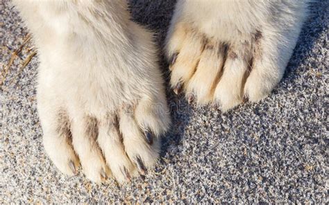 Polar bear paws stock image. Image of hunter, bear, sneak - 85286245