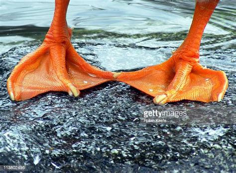 Duck Feet Imagens E Fotografias De Stock Getty Images