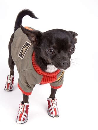 Обувь для собак