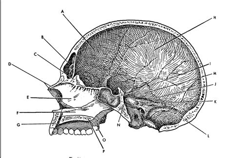 SKULL 4 Diagram | Quizlet