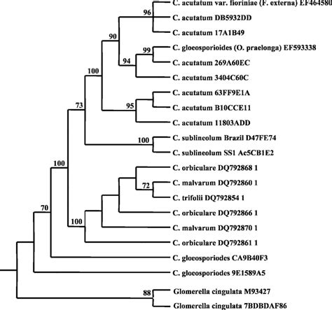 Phylogenetic Tree Inferred Mp Tree Among Colletotrichum Spp And